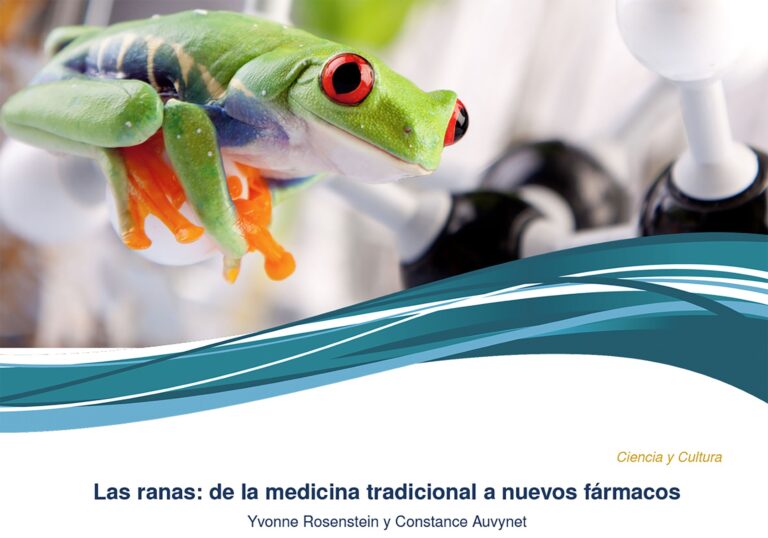 Buscan en ranas moléculas para combatir enfermedades inflamatorias e infecciosas