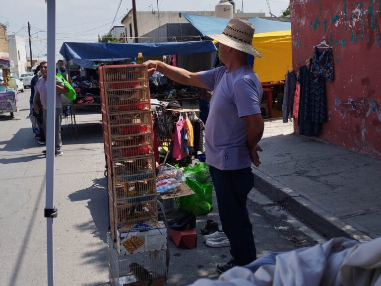 Continúa en Saltillo venta ilegal de aves