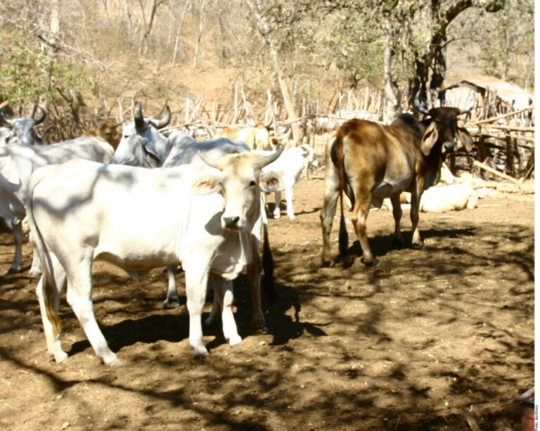 Dispone UAAAN recursos para atacar al gusano barrenador