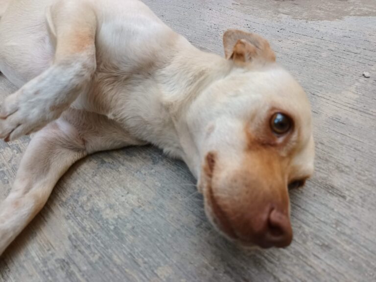 Ofrece Alejandro Gutiérrez apoyo jurídico para resolver y sancionar casos de perros maltratados  