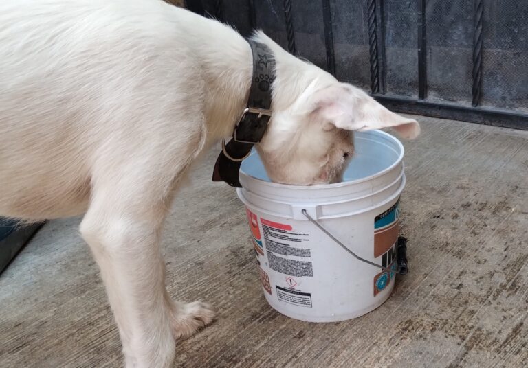Piden a saltillenses abastecer de agua a perritos callejeros ante fuerte calor en Saltillo