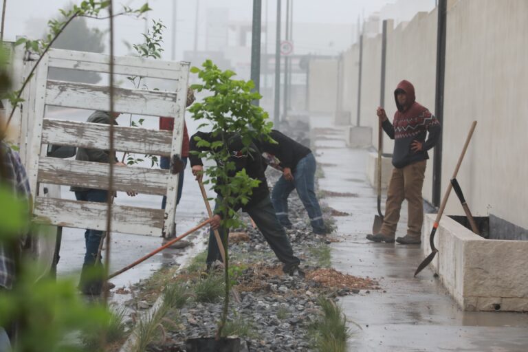 Refuerza Saltillo acciones de reforestación en la ciudad