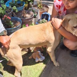 Siguen protegiendo la salud de las mascotas en Ramos Arizpe