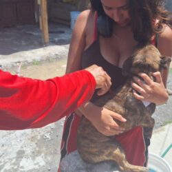 Siguen protegiendo la salud de las mascotas en Ramos Arizpe2