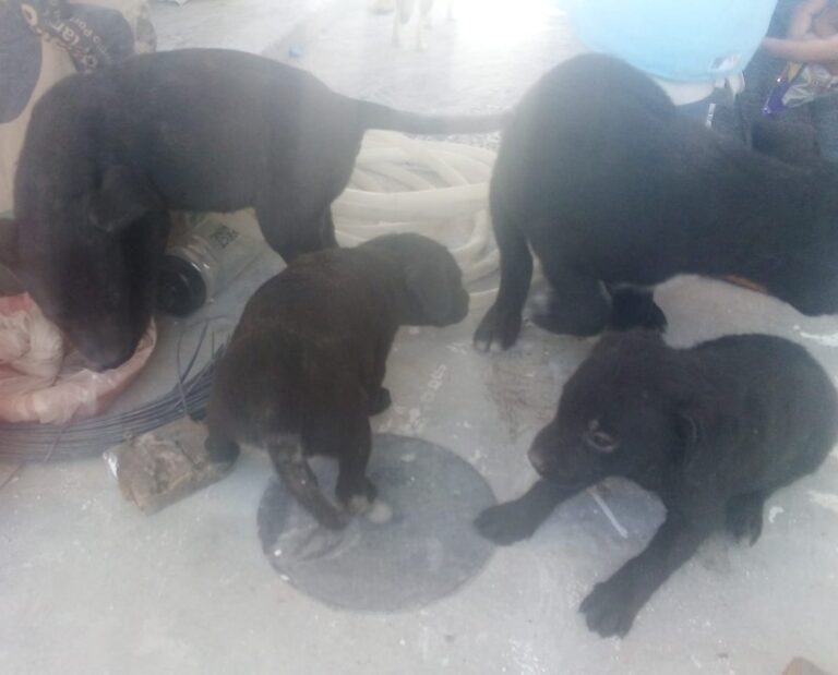 Atiende Salud Pública Municipal a perritos rescatados