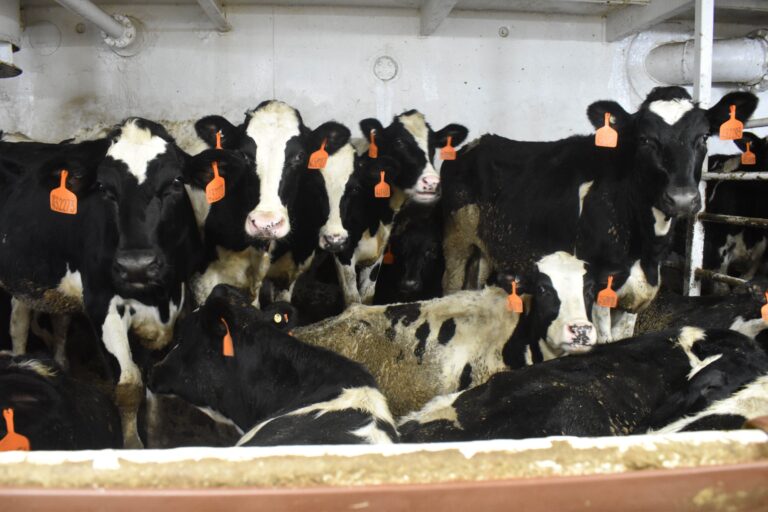 Agricultura certifica llegada de más de 8 mil reses vivas australianas para mejora genética