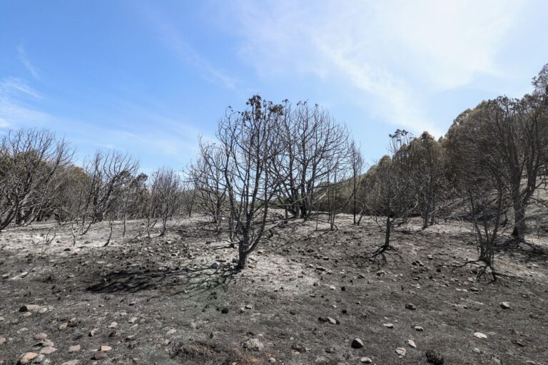 Más de 200 brigadistas y tres helicópteros combaten incendio en El Tunal, Arteaga