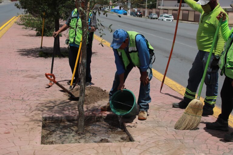 Reforesta Gobierno de Saltillo Calzada Francisco I Madero