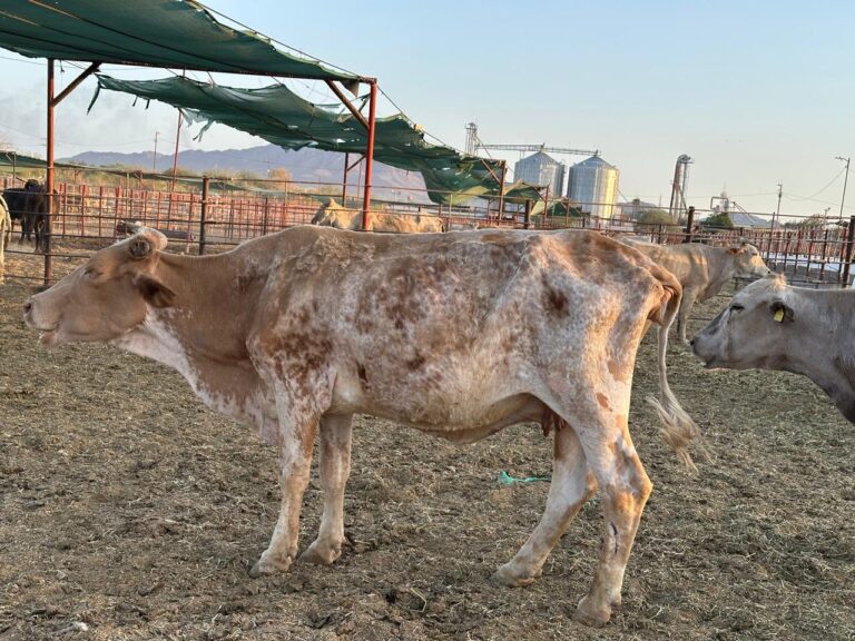 En riesgo viabilidad económica de la ganadería mexicana