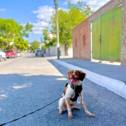 Considera AGSAL incorporación de más perros entrenados para detectar fugas de agua en Saltillo