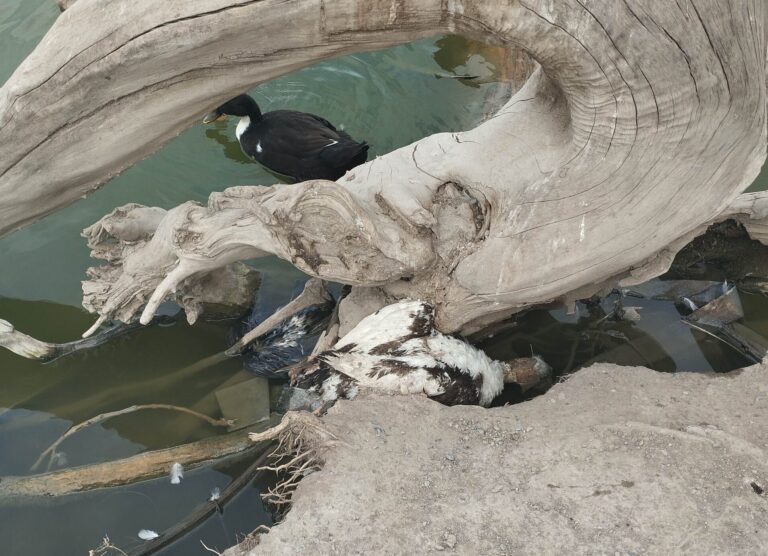 Desbordada población de patos en la Deportiva en Saltillo