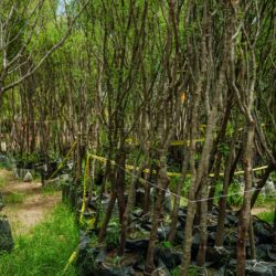 Llegan 3 mil nuevos árboles al Vivero Municipal para seguir reforestando Torreón3