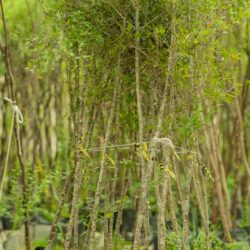 Llegan 3 mil nuevos árboles al Vivero Municipal para seguir reforestando Torreón4