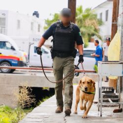 Operativo coordinado logra detención de objetivo prioritario y aseguramiento de metanfetaminas3