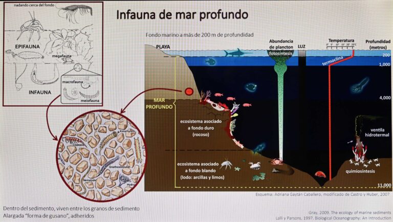 Pérdida acelerada de especies en el mar evita conocerlas