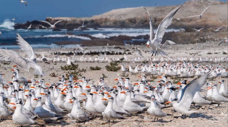 Sobrevivencia de aves marinas en riesgo por contaminación y depredadores