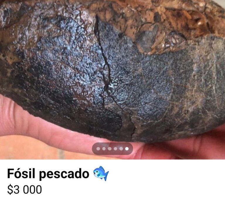 Venden fósiles en redes sociales; es delito