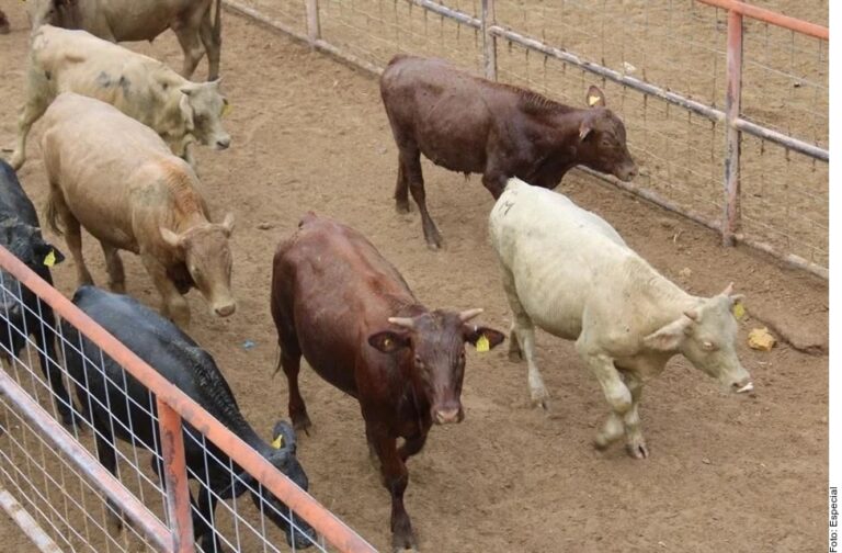 Cierre de frontera afecta mucho a ganaderos, admite Claudia Sheinbaum  