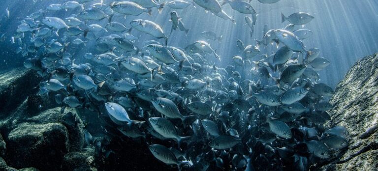 El océano tiene un gran enemigo: la avaricia