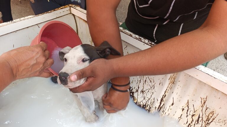 En Saltillo, realiza Mejora jornada de salud para mascotas 