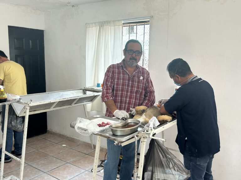 Éxito en jornada de esterilización, vacunación y desparasitación en la colonia La Soledad