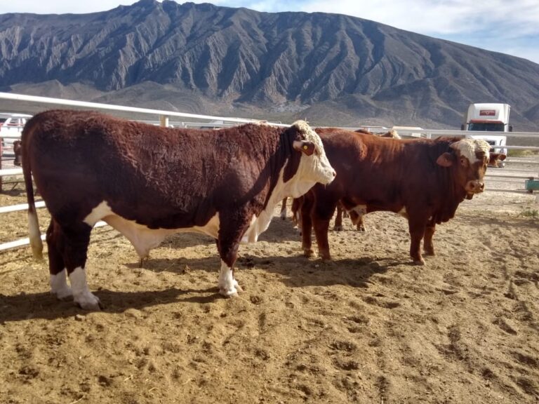 Reanudará Coahuila la exportación de ganado hacia los Estados Unidos