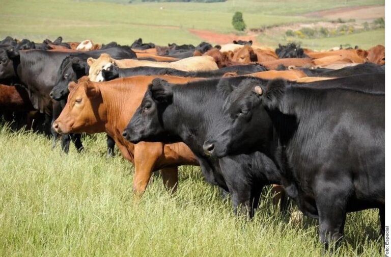 Aseguran inversión de 200 mdp contra gusano barrenador de ganado