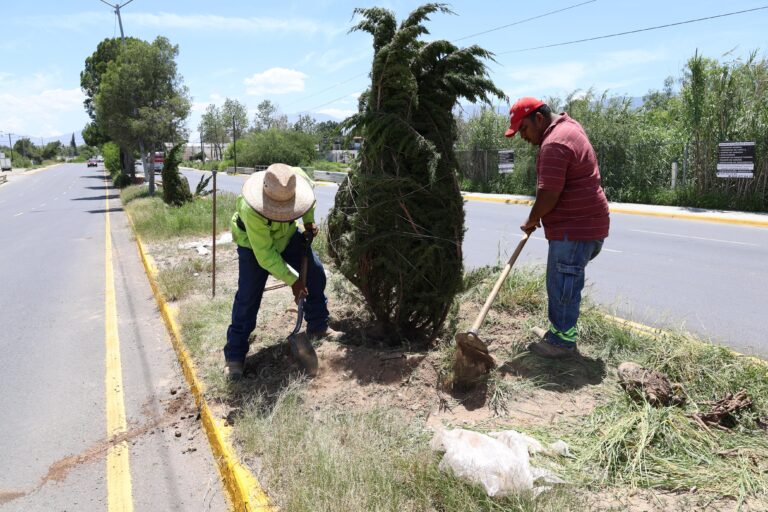 Continúa Saltillo reforestando en todos los sectores de la ciudad