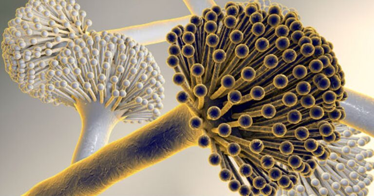 Hongos contienen 400 sustancias perjudiciales para el hígado