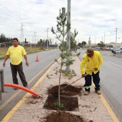 Reforesta administración de Javier Díaz 7 mil 823 árboles y plantas en Saltillo1