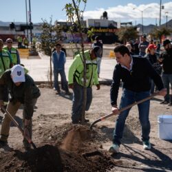 Reforesta administración de Javier Díaz 7 mil 823 árboles y plantas en Saltillo6