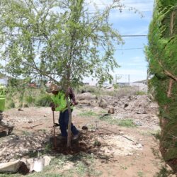 Refuerza Javier Díaz acciones de reforestación en la ciudad1