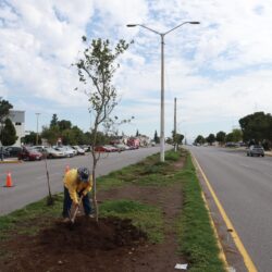 Trabajan brigadas del alcalde Javier Díaz por todo Saltillo1