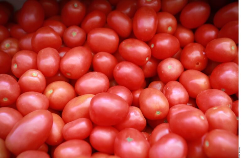 Advierten escenario desastroso para tomate mexicano