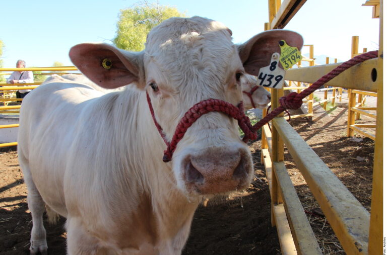 Cierre a ganado genera pérdidas por 400 mdd a México
