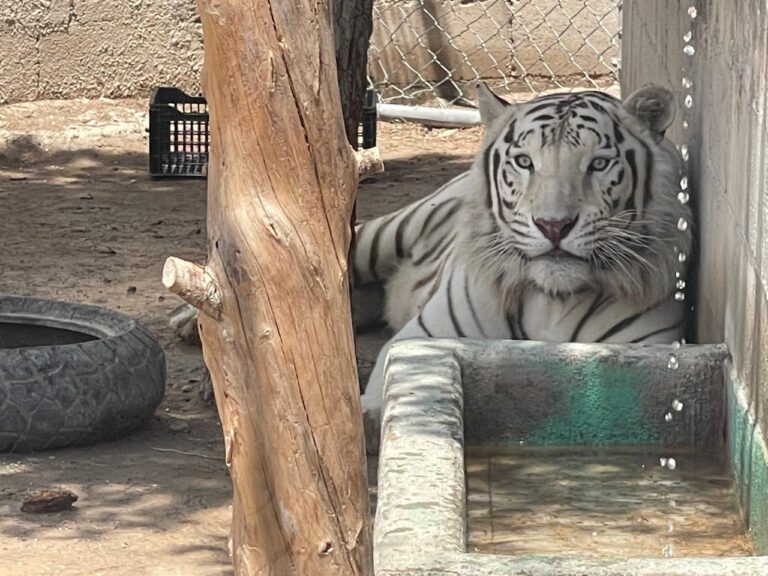 Comprometido con el bienestar animal, gobierno de Coahuila refuerza acciones de protección y cuidado