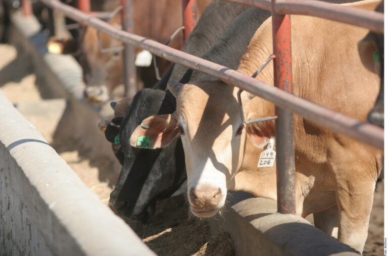 Totalmente exagerado, dice Sheinbaum sobre cierre de frontera por gusano