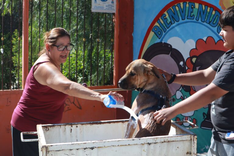 Trabaja Saltillo y Estado contra garrapata y Dengue