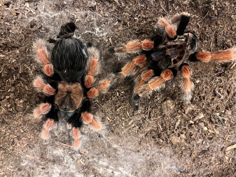 Veneno de arañas, útil para la salud humana