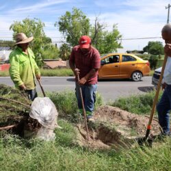 Avanza reforestación de espacios públicos en Saltillo3