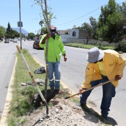 Avanza reforestación de espacios públicos en Saltillo4