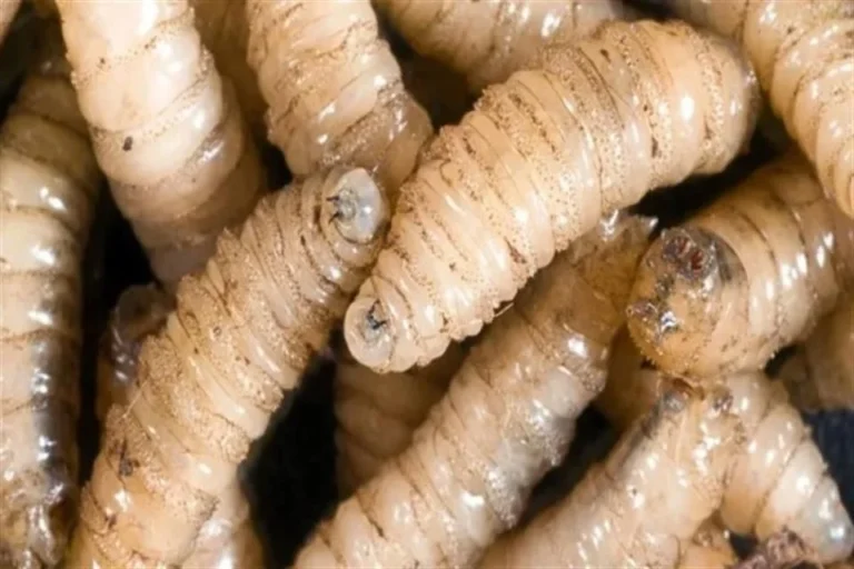 Confirman primer caso humano de gusano barrenador en Yucatán