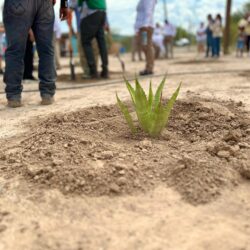 Inicia proyecto de reforestación en el Ejido Barreal de Guadalupe y Ejido La Colonia9