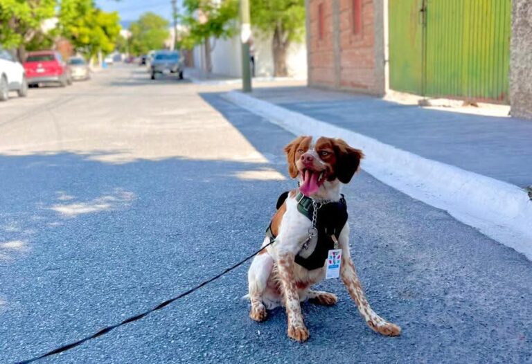 Por buenos resultados de Manchas caza fugas de Aguas de Saltillo, tendrá refuerzos