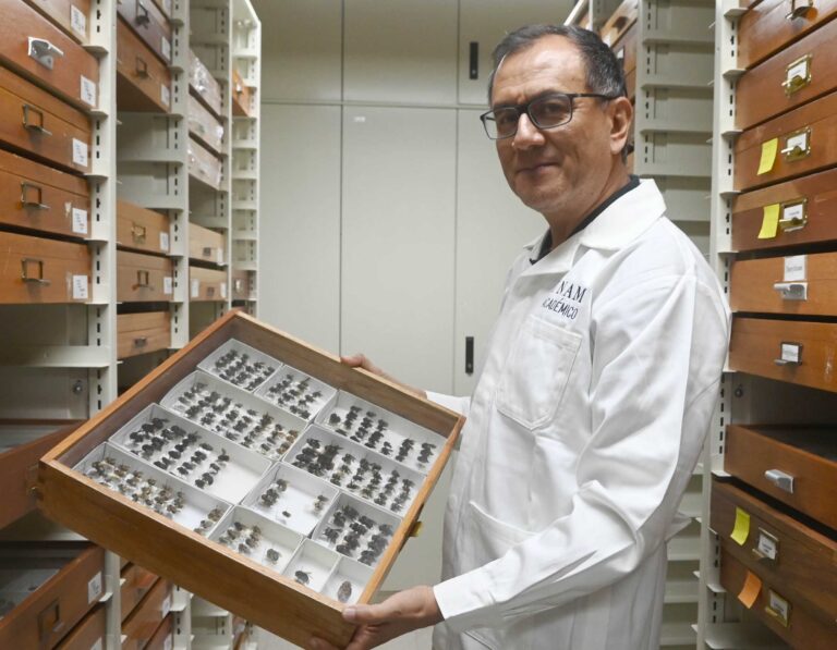 Presiones ambientales merman la presencia de abejas en México