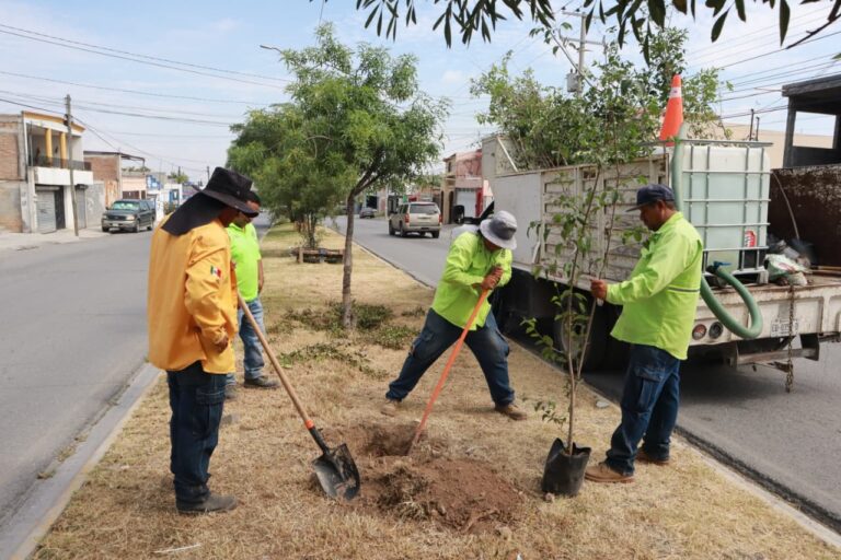 Reforesta y atiende Gobierno Municipal al bulevar Morelos