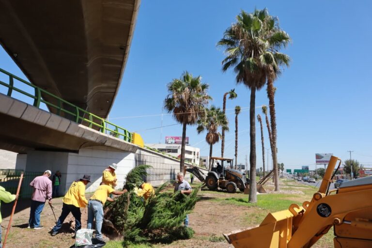 Refuerza Javier Díaz acciones de reforestación en la ciudad