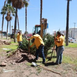 Refuerza Javier Díaz acciones de reforestación en la ciudad1