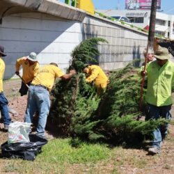 Refuerza Javier Díaz acciones de reforestación en la ciudad2