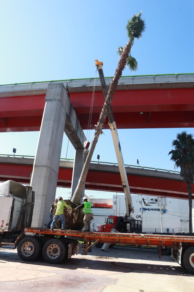 Reubican palmas de «El Sarape» al distribuidor vial V. Carranza